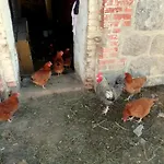 Gospodarstwo agroturystyczne Zacisze Przy Lesie