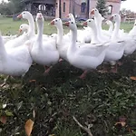 Zacisze Przy Lesie Рын