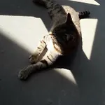 Zacisze Przy Lesie Рын