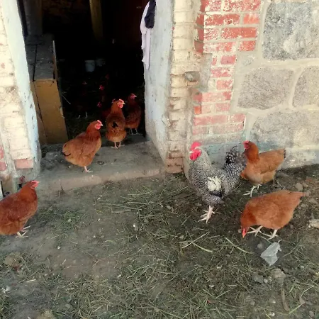 Alojamento de Turismo Rural Zacisze Przy Lesie