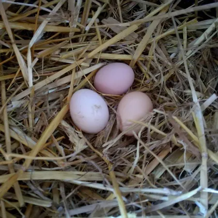 Zacisze Przy Lesie Alloggio per agriturismo Ryn (Warmian-Masurian)