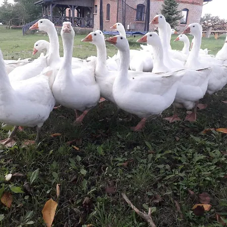 Zacisze Przy Lesie Ryn (Warmian-Masurian)