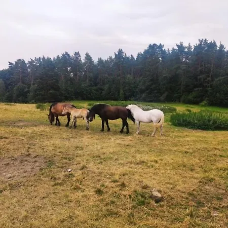 Zacisze Przy Lesie *