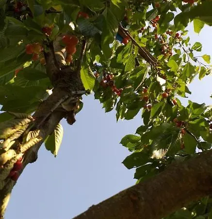 Zacisze Przy Lesie *