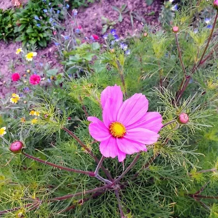 Zacisze Przy Lesie Alloggio per agriturismo