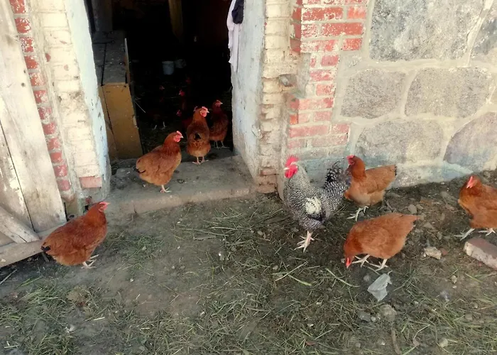 Farm stay Zacisze Przy Lesie