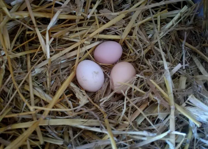 Zacisze Przy Lesie Farm stay Ryn (Warmian-Masurian)