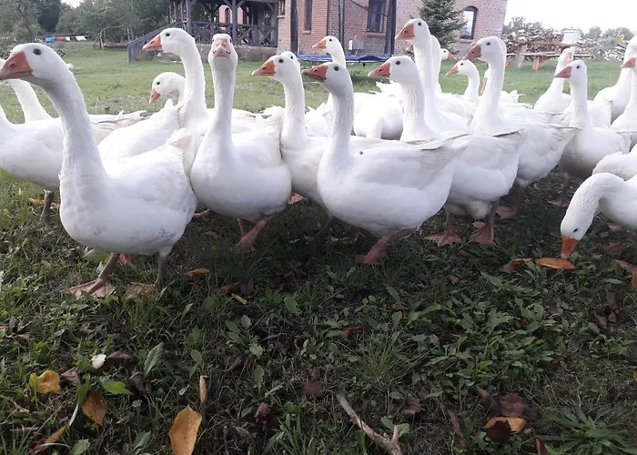 Zacisze Przy Lesie Ryn (Warmian-Masurian)