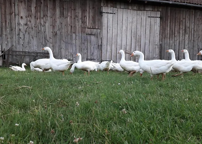 Zacisze Przy Lesie *