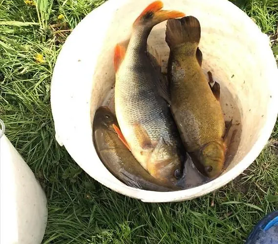 Zacisze Przy Lesie Farm stay