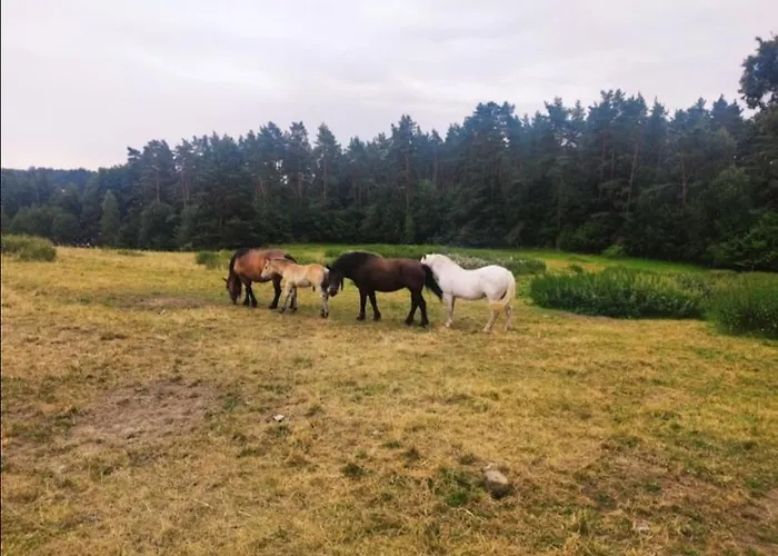 Zacisze Przy Lesie *