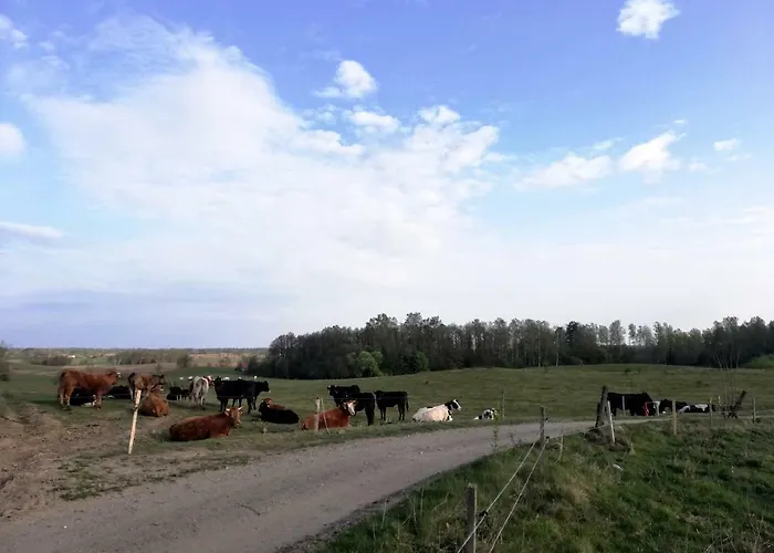 Zacisze Przy Lesie Farm stay Ryn (Warmian-Masurian)