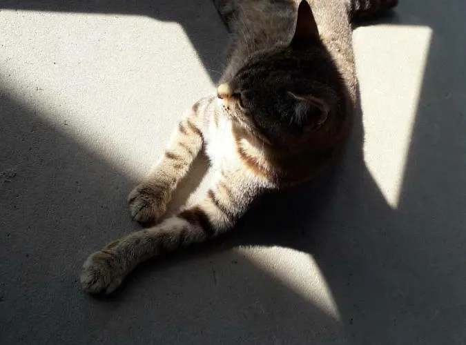 Zacisze Przy Lesie Ryn (Warmian-Masurian)