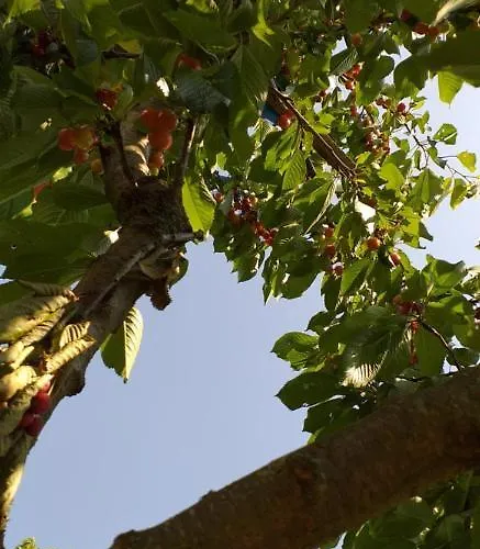 Zacisze Przy Lesie *